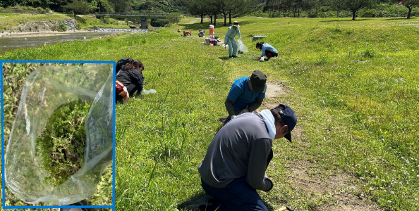 外来植物駆除活動の様子